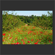 Mohnfeld