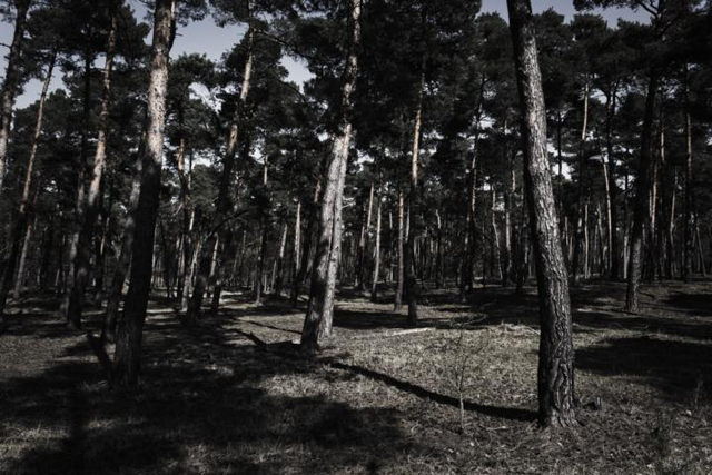 threewood